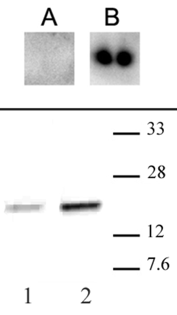 Anti Human CENP-A (pSer18) Antibody gallery image 2