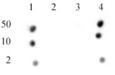 Anti Human CENP-A (pSer18) Antibody gallery image 3