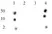 Anti Human CENP-A (pSer18) Antibody thumbnail image 3