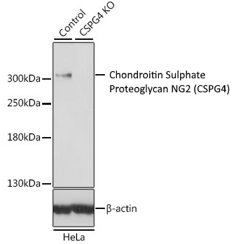 Anti Chondroitin Sulphate Proteoglycan NG2 Antibody gallery image 2