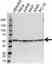 Anti CHRNA5 Antibody (PrecisionAb Polyclonal Antibody) thumbnail image 1
