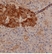 Anti Human Chromogranin A Antibody thumbnail image 1