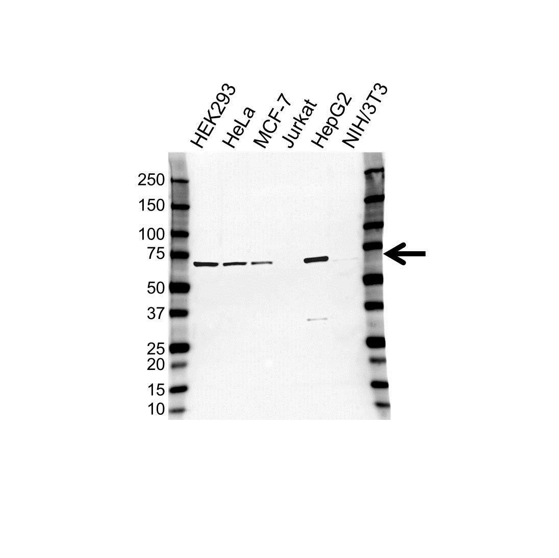Anti CKAP4 Antibody (PrecisionAb Polyclonal Antibody) gallery image 1