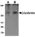 Anti Human Clusterin Antibody thumbnail image 1