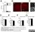 Goat Anti Human Collagen IV Antibody  thumbnail image 1
