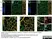 Goat Anti Human Collagen IV Antibody  thumbnail image 3
