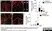 Goat Anti Human Collagen IV Antibody  thumbnail image 4