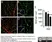 Goat Anti Human Collagen IV Antibody  thumbnail image 6
