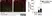 Goat Anti Human Collagen IV Antibody  thumbnail image 7