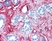Anti Collagen VI Antibody thumbnail image 1