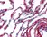 Anti Collagen VI Antibody thumbnail image 2