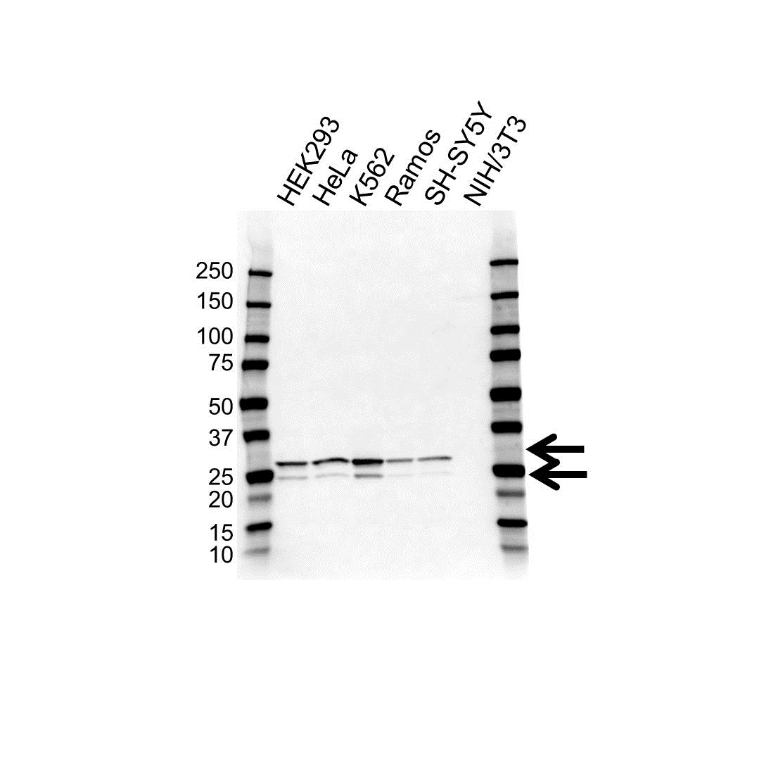 Anti COMT Antibody (PrecisionAb Polyclonal Antibody) gallery image 1