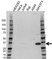 Anti COP9 Signalosome Subunit 6 Antibody (PrecisionAb Polyclonal Antibody) thumbnail image 1