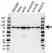 Anti Cortactin Antibody (PrecisionAb Polyclonal Antibody) thumbnail image 1