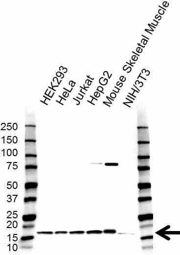 Anti COX4I1 Antibody (PrecisionAb Polyclonal Antibody) gallery image 1