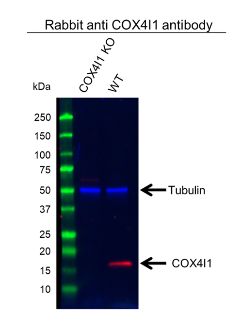 Anti COX4I1 Antibody (PrecisionAb Polyclonal Antibody) gallery image 2