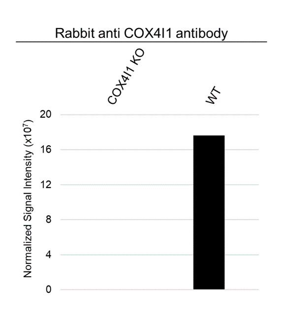 Anti COX4I1 Antibody (PrecisionAb Polyclonal Antibody) gallery image 3
