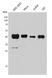 Anti CREB1 Antibody thumbnail image 1