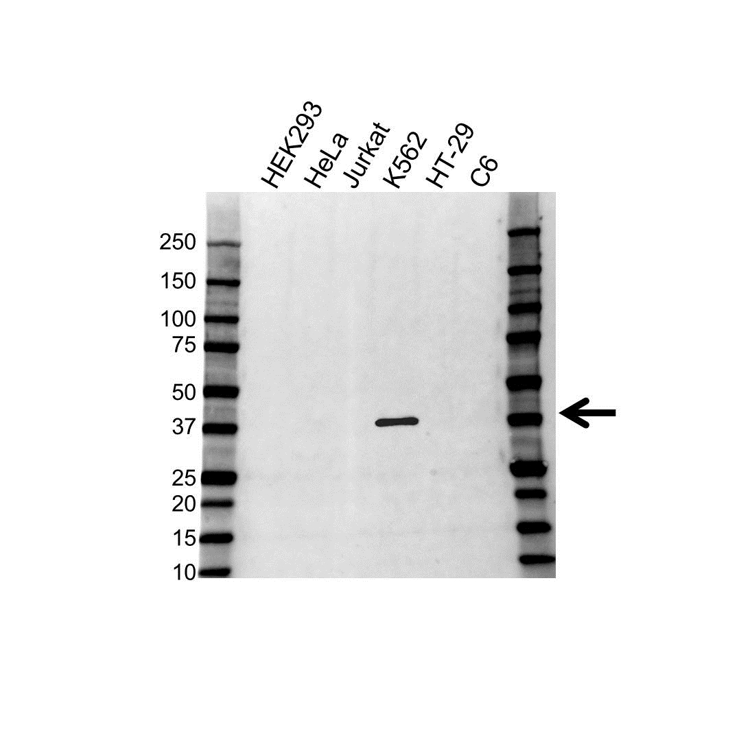Anti CRKL Antibody (PrecisionAb Polyclonal Antibody) gallery image 1