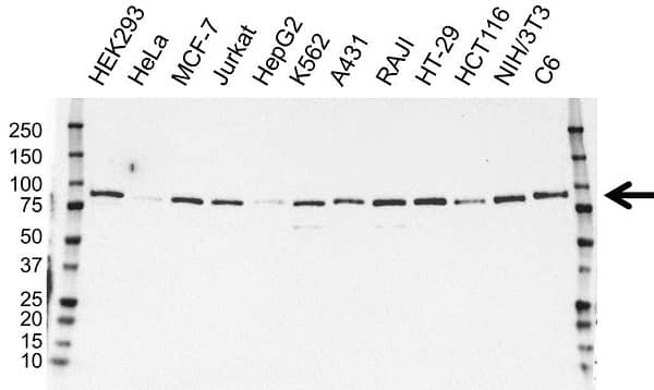Anti CRTC2 Antibody (PrecisionAb Polyclonal Antibody) gallery image 1