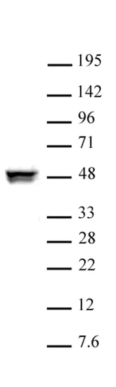 Anti Human CtBP2 Antibody gallery image 1