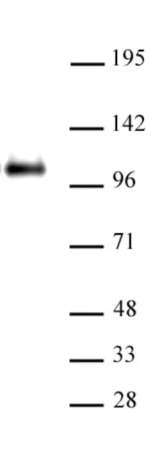 Anti Human CTCF Antibody gallery image 1