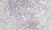 Anti Human CTGF Antibody thumbnail image 1