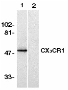 Anti Human CX3CR1 (N-Terminal) Antibody gallery image 1