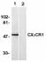 Anti Human CX3CR1 (N-Terminal) Antibody thumbnail image 1