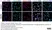 Anti Human CX3CR1 (N-Terminal) Antibody thumbnail image 2