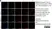 Anti Human CX3CR1 (N-Terminal) Antibody thumbnail image 3