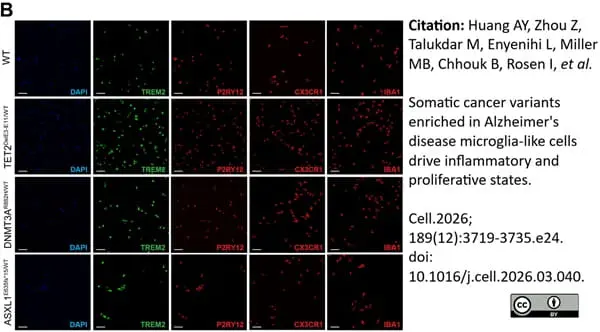 Anti Human CX3CR1 (N-Terminal) Antibody gallery image 3