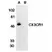 Anti Human CX3CR1 Antibody thumbnail image 1