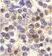 Anti Human CX3CR1 Antibody thumbnail image 2