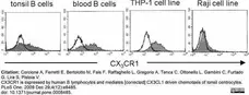 Anti Human CX3CR1 Antibody gallery image 3