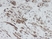 Anti Human CXCL9 Antibody thumbnail image 1