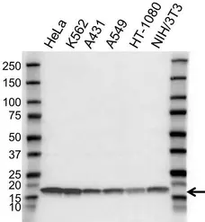 Rabbit Anti Cyclophilin A Antibody (PrecisionAb Polyclonal Antibody)  gallery image 1