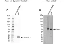 Anti Cyclophilin B Antibody (PrecisionAb Polyclonal Antibody) gallery image 2