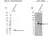 Anti Cyclophilin B Antibody (PrecisionAb Polyclonal Antibody) thumbnail image 2