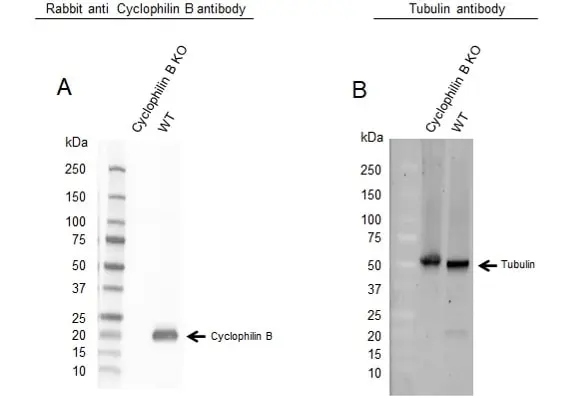 Anti Cyclophilin B Antibody (PrecisionAb Polyclonal Antibody) gallery image 2
