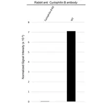 Anti Cyclophilin B Antibody (PrecisionAb Polyclonal Antibody) gallery image 3