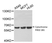 Anti Cytochrome P450 1B1 Antibody thumbnail image 1