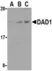 Anti DAD1 Antibody thumbnail image 1