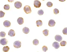 Anti DAD1 Antibody gallery image 2