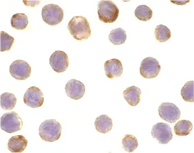 Anti DAD1 Antibody gallery image 2