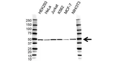 Anti DDX39B Antibody (PrecisionAb Polyclonal Antibody) gallery image 1