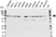 Anti DDX5 Antibody (PrecisionAb Polyclonal Antibody) thumbnail image 1
