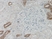 Anti Human Defensin Beta 1 Antibody thumbnail image 1