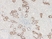 Anti Human Defensin Beta 1 Antibody thumbnail image 2