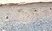 Anti Human Defensin Beta 2 Antibody thumbnail image 1